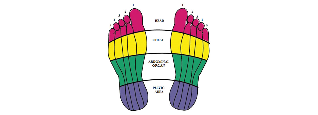 چهار قسمت اساسی در رفلکسولوژی کف پا