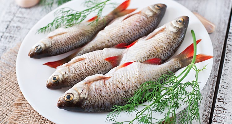 ماهی های پرورشی