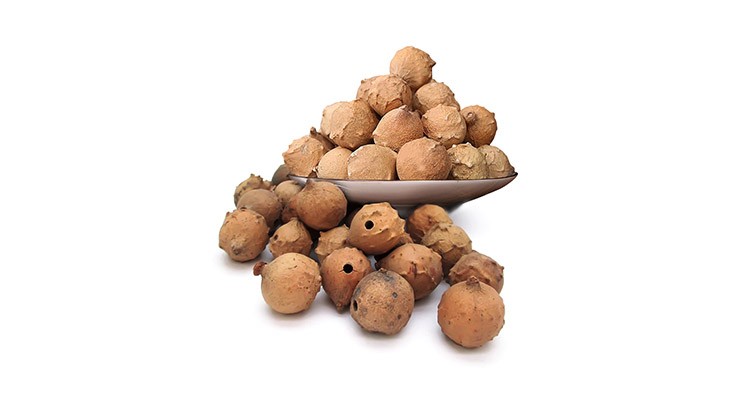 خواص و مزاج مازو در طب سنتی