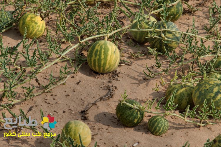 با 22 خاصیت هندوانه ابوجهل (حنظل) آشنا شوید