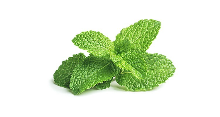 خواص و طبع نعنا (نعناع) در طب سنتی - طبایع مرجع طب سنتی