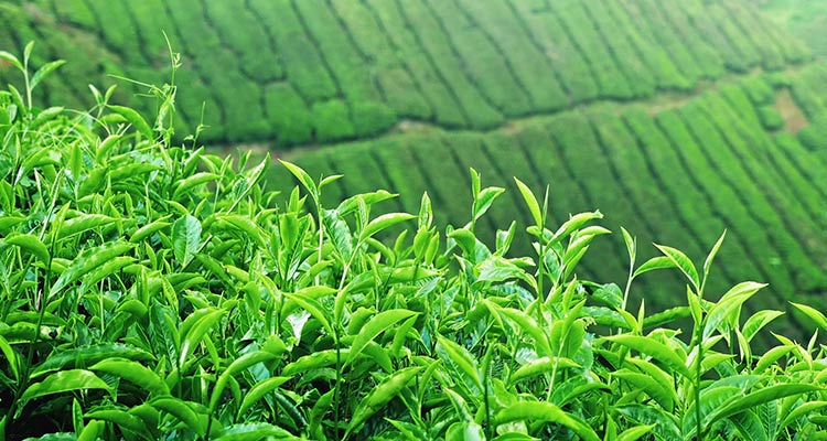 خواص گیاه دارویی چای (پرطرفدارترین نوشیدنی ایرانیان)