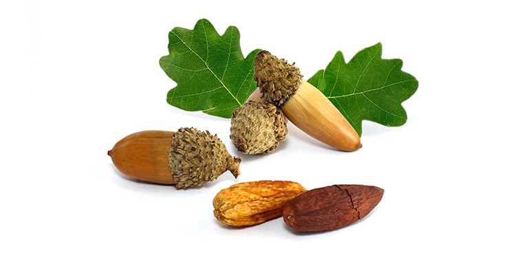 بلوط خوراکی ، طبع و خواص بی نظیر آن