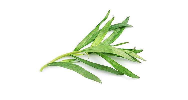 خواص و طبع ترخون در طب سنتی