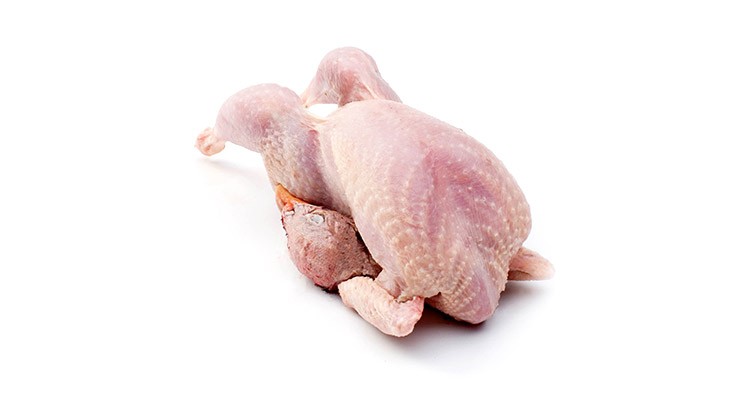 خواص و طبع گوشت کبک در طب سنتی