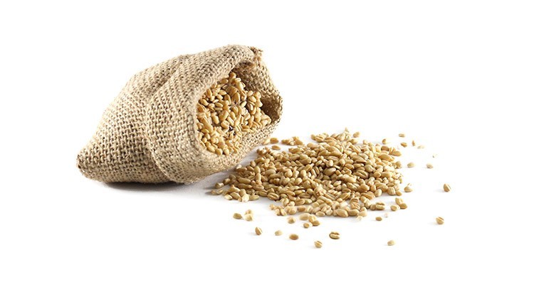 خواص و مزاج گندم در طب سنتی
