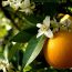خواص عرق بهار نارنج در طب سنتی