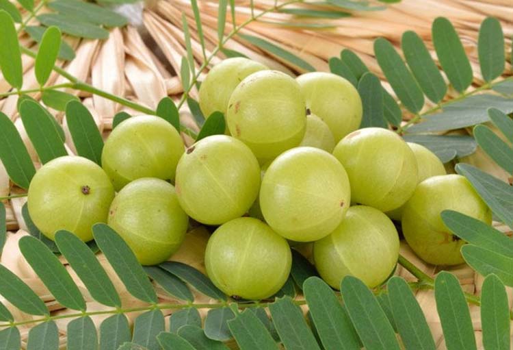 آمله؛ گیاه تقویت کننده کل اعضای بدن