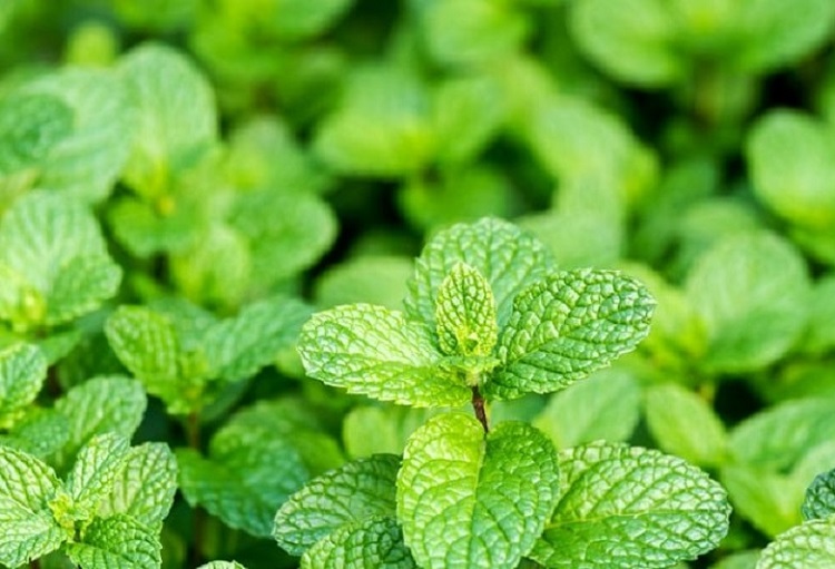 آیا گیاهان و ادویه‌های دارویی بی‌خطر و بدون عارضه هستند؟