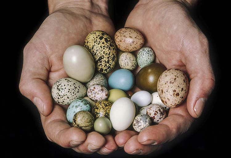مصرف تخم کدام پرنده بهتر است؟ تخم مرغ یا …