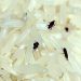 از بین بردن حشرات مزاحم برنج و حبوبات