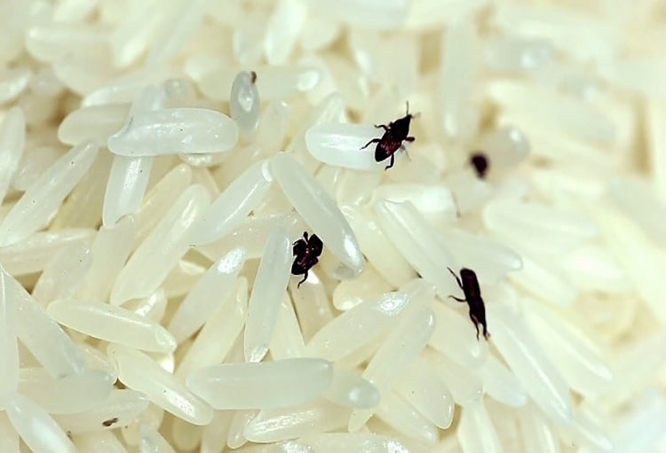 به راحتی از حشره زدن برنج و حبوبات خلاص شوید!