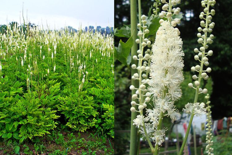 25 خاصیت کوهوش سیاه در طب سنتی