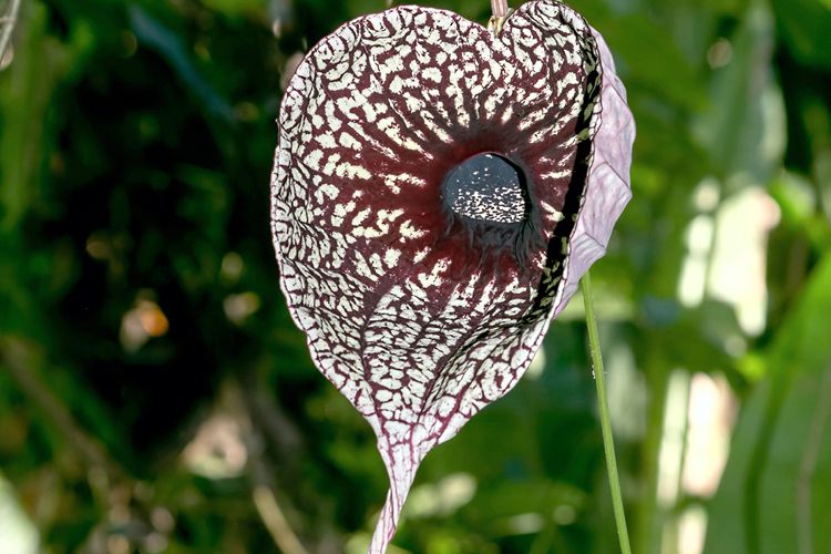 خواص دارویی گیاه زرآوند در طب سنتی