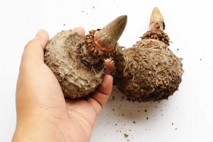 خواص ریشه و گیاه دارویی کنجک