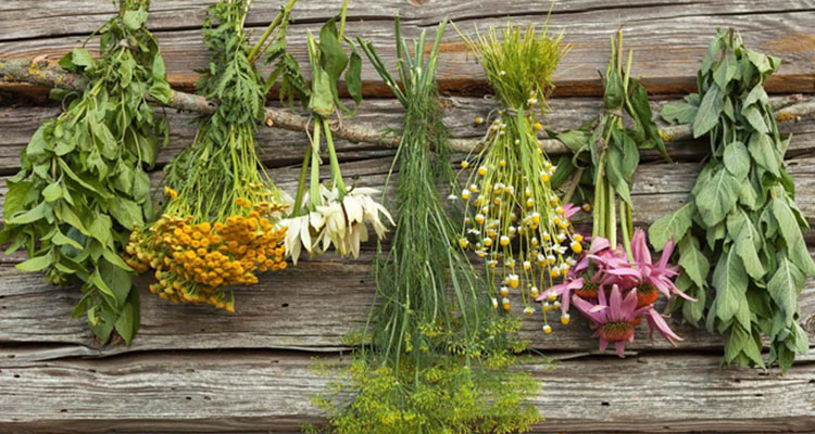 جزوه جامع و مصور گیاهان دارویی طبایع