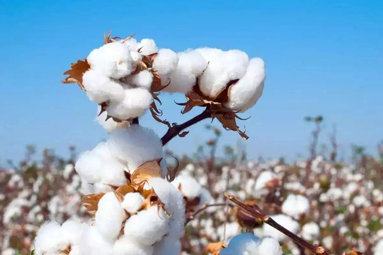 اسم من «پنبه» است!