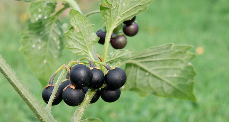 آشنایی با خواص گیاه دارویی تاجریزی و انواع آن