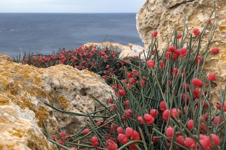 24 خاصیت گیاه افدرا یا ریش بز