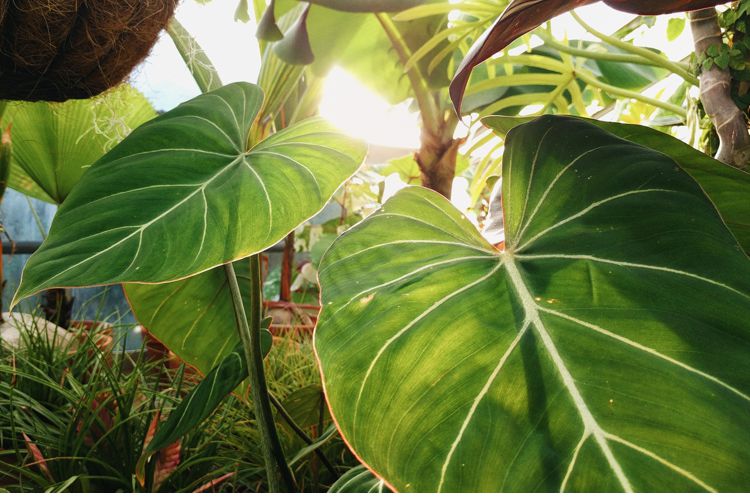 زیست شناسی گیاهی و تعیین جنسیت جنین