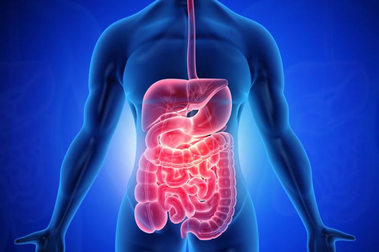 منضجات، مسهلات، مدرات و ملین ها درطب سنتی