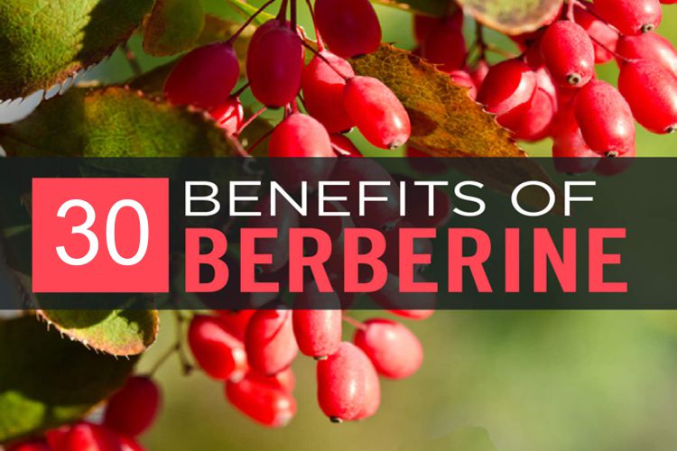 30 خاصیت بربرین ماده موثره زرشک