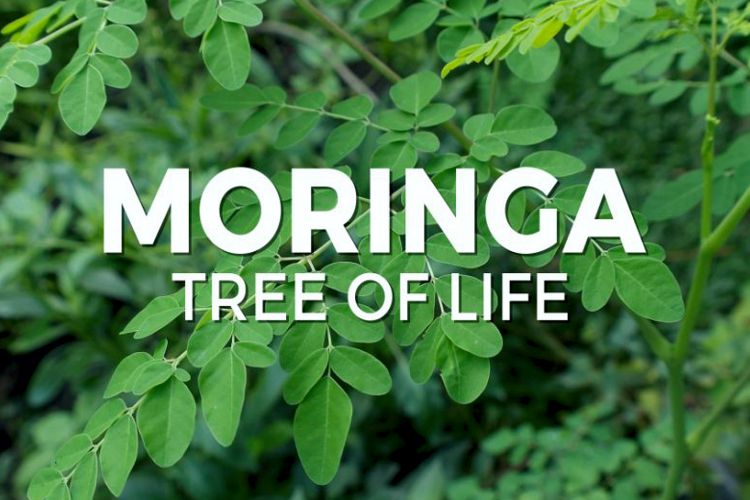 کامل ترین معرفی از گیاه مورینگا (گز روغنی)