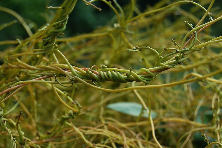 طبع و خواص گیاه کشوث در طب سنتی