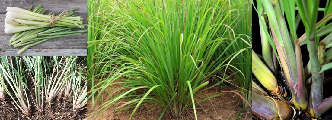 47 خاصیت گیاه دارویی علف لیمو 1 علف لیمو