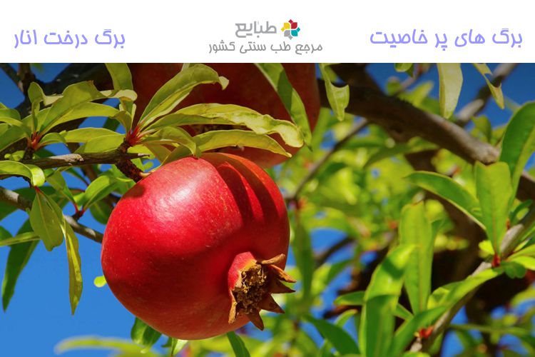 برگ های پر خاصیت از منظر طب سنتی 2 – برگ درخت انار