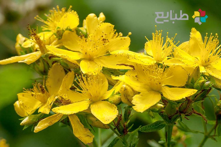 50 خاصیت گیاه علف چای (گل راعی یا هوفاریقون)