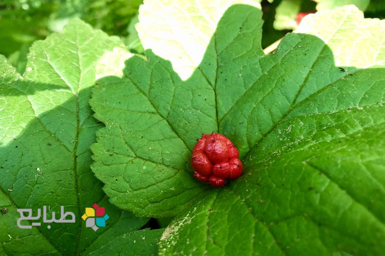 45 خاصیت درمانی گیاه گلدن سیل (خوک طلایی)