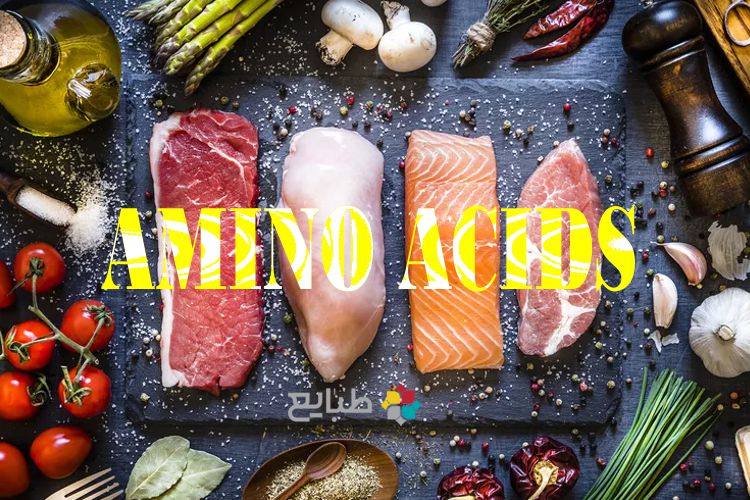 نقش اسیدهای آمینه یا آمینو اسیدها در بدن