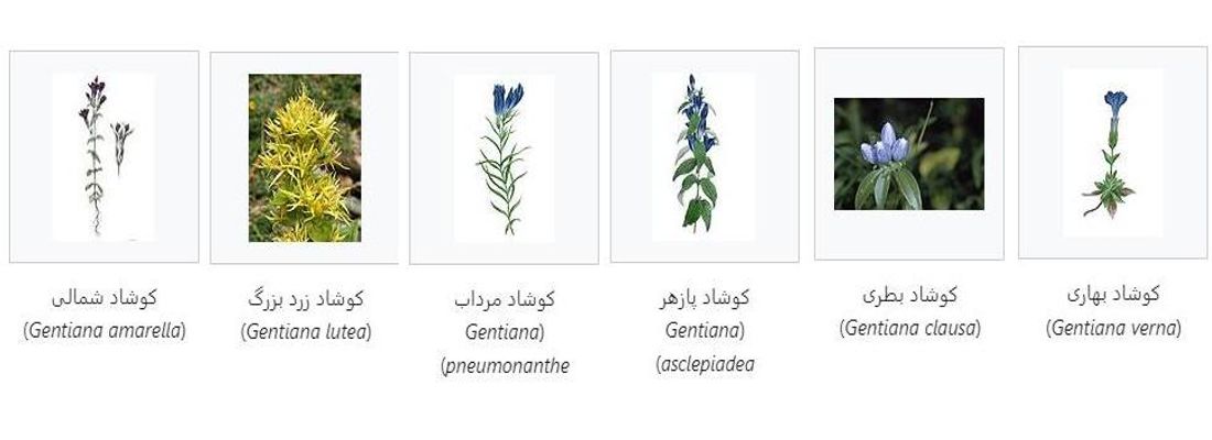 انواع کوشاد