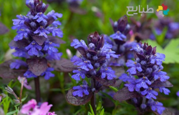 طبایع 4 گیاه آجوگا و خواص آن در طب سنتی