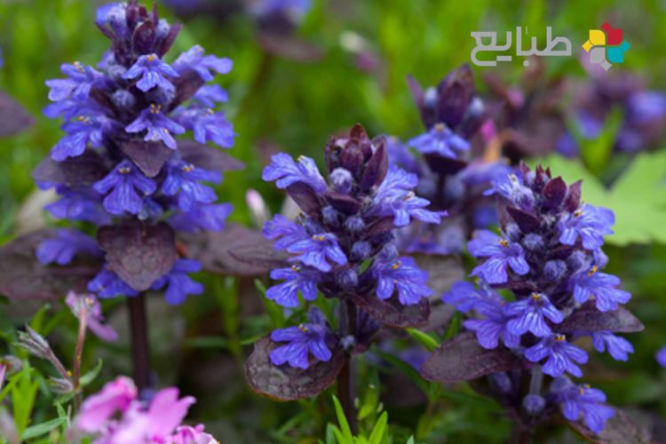 گیاه آجوگا و خواص آن در طب سنتی