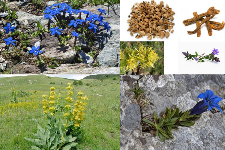 43 خاصیت گیاه جنتیانا (جنطیانا)