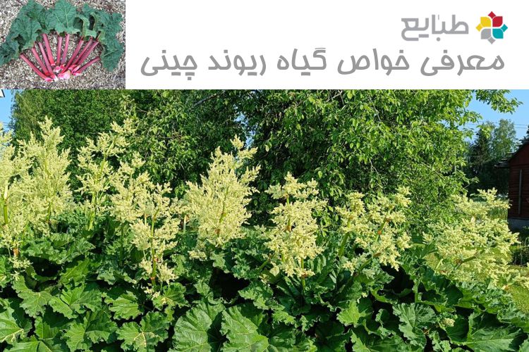 64 خاصیت گیاه ریوند چینی در طب سنتی