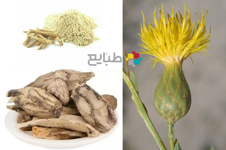 بهمنین (ریشه گیاه بهمن) و افزایش نیروی جنسی آقایان