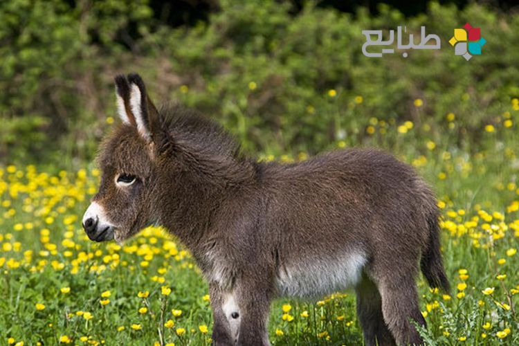 45 خاصیت روغن الاغ در طب سنتی - طبایع مرجع طب سنتی