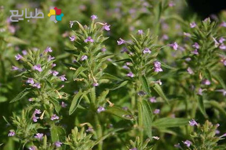 خواص گیاه کاکوتی