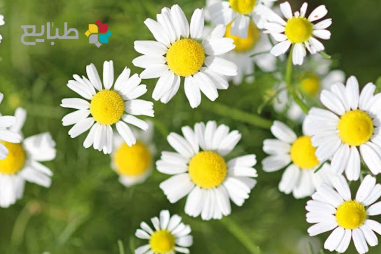 نوشیدنی های پاک کننده کبد