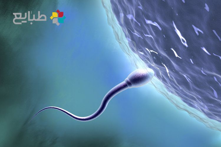 تقویت کننده های اسپرم آقایان ( نسخ طبیبان، اصلاح سبک زندگی و پرهیزات )