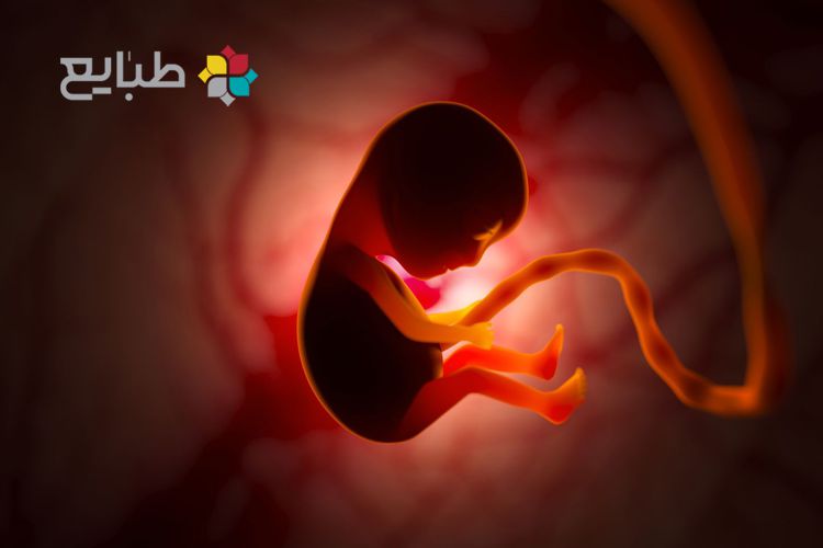 5 راه تعیین جنسیت جنین در طب سنتی