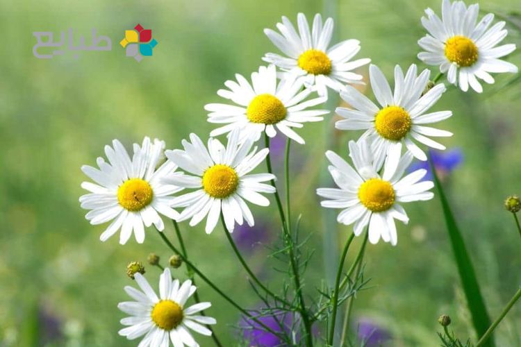 بابونه و دفع سنگ کلیه