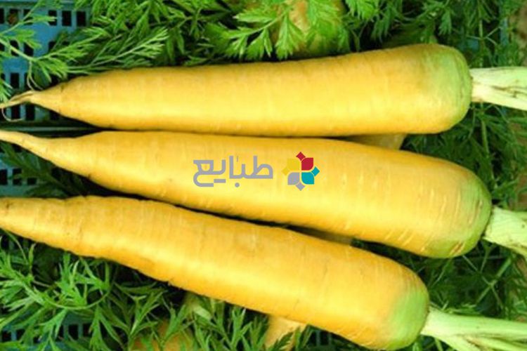 2 نوع شوربا شیرین در طب سنتی