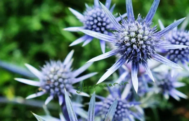 خواص گیاه زول یا بوقناق و عرق آن