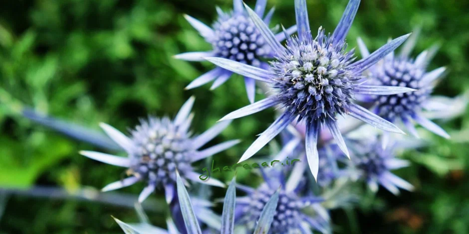 خواص گیاه زول یا بوقناق و عرق آن