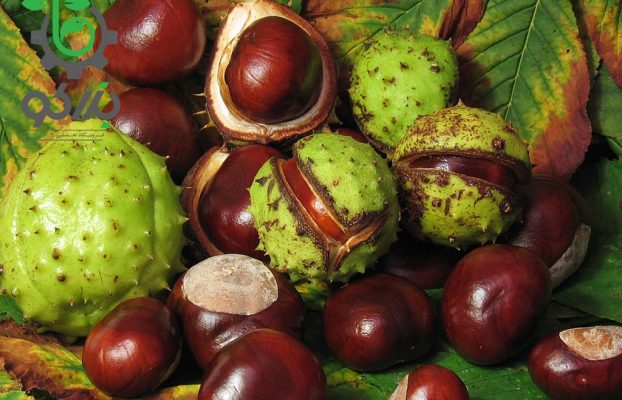 طبایع 5 خواص شاه بلوط اسبی در طب سنتی